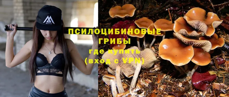 что такое   Ржев  Псилоцибиновые грибы Psilocybine cubensis 