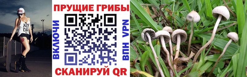 купить   Ржев  Псилоцибиновые грибы Magic Shrooms 