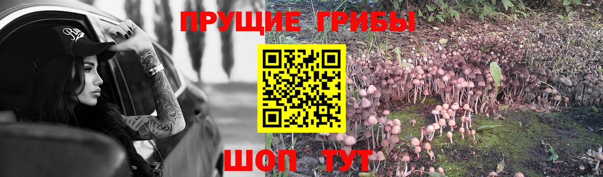 магазин  наркотиков  Ржев  Псилоцибиновые грибы Magic Shrooms  Галлюциногенные грибы Psilocybe 